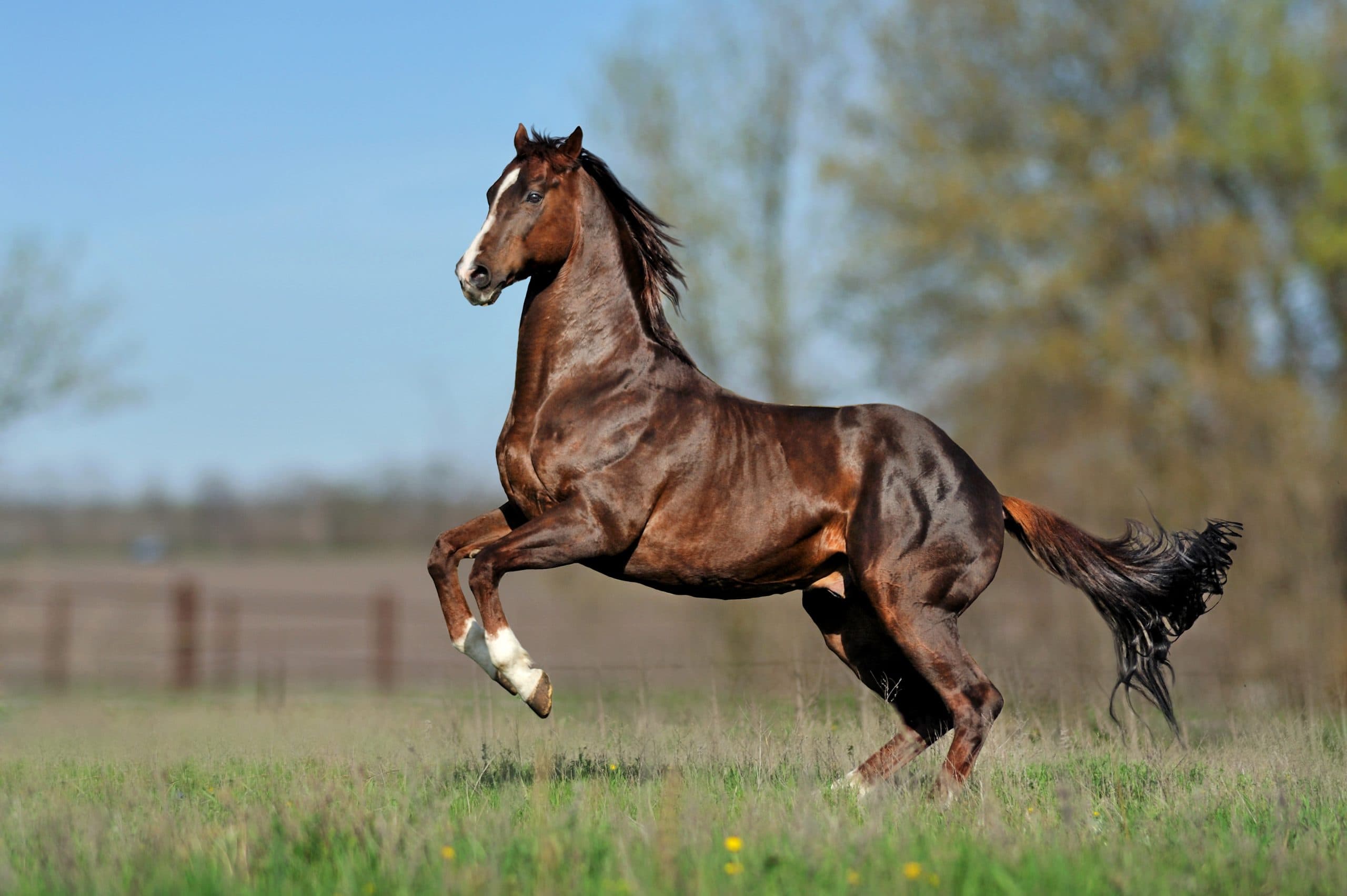 Thoroughbred in a professional racing stable